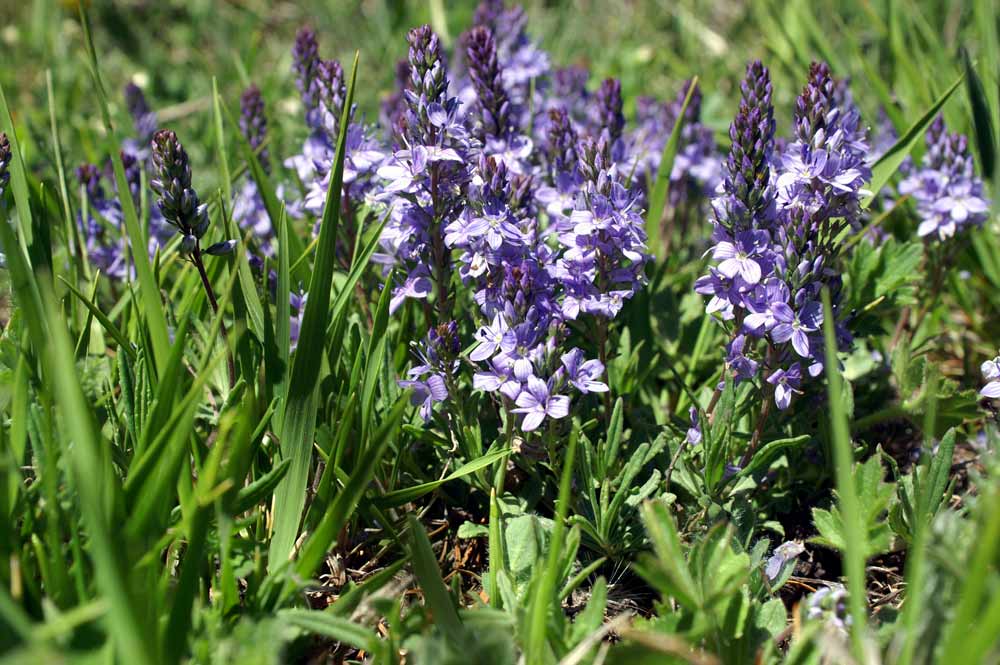 val Clavalit (AO) - Veronica spicata e V.prostrata