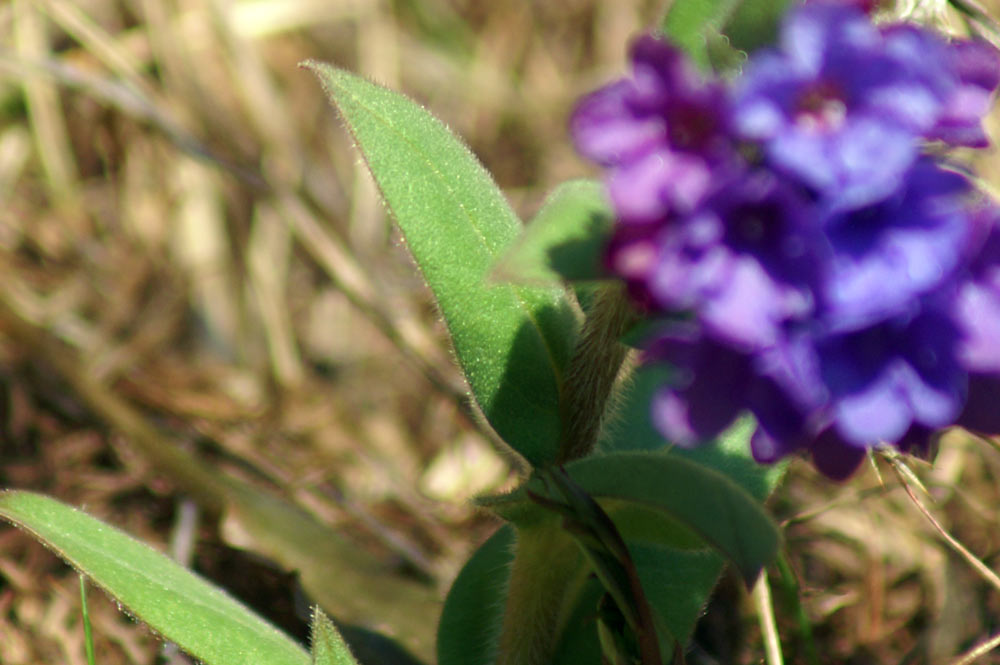 Pulmonaria australis
