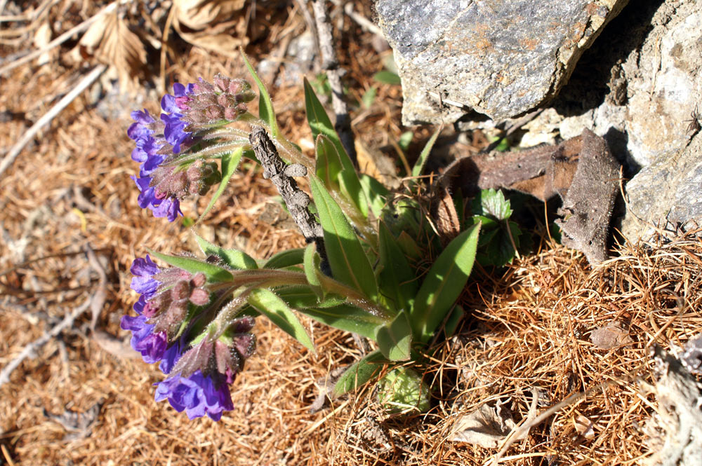 Pulmonaria australis