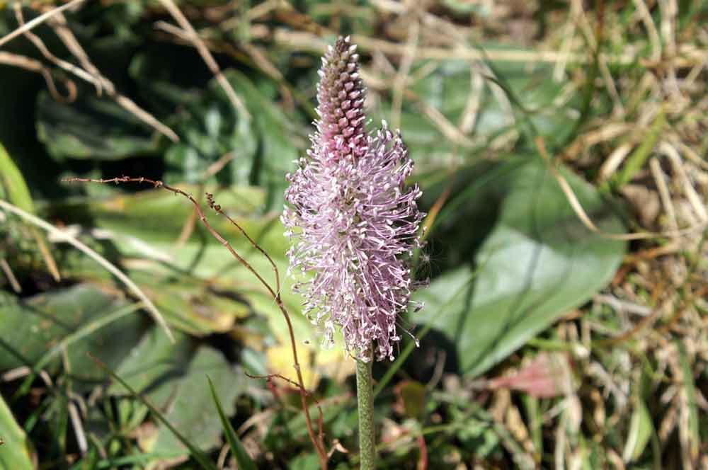 Plantago media / Piantaggine pelosa