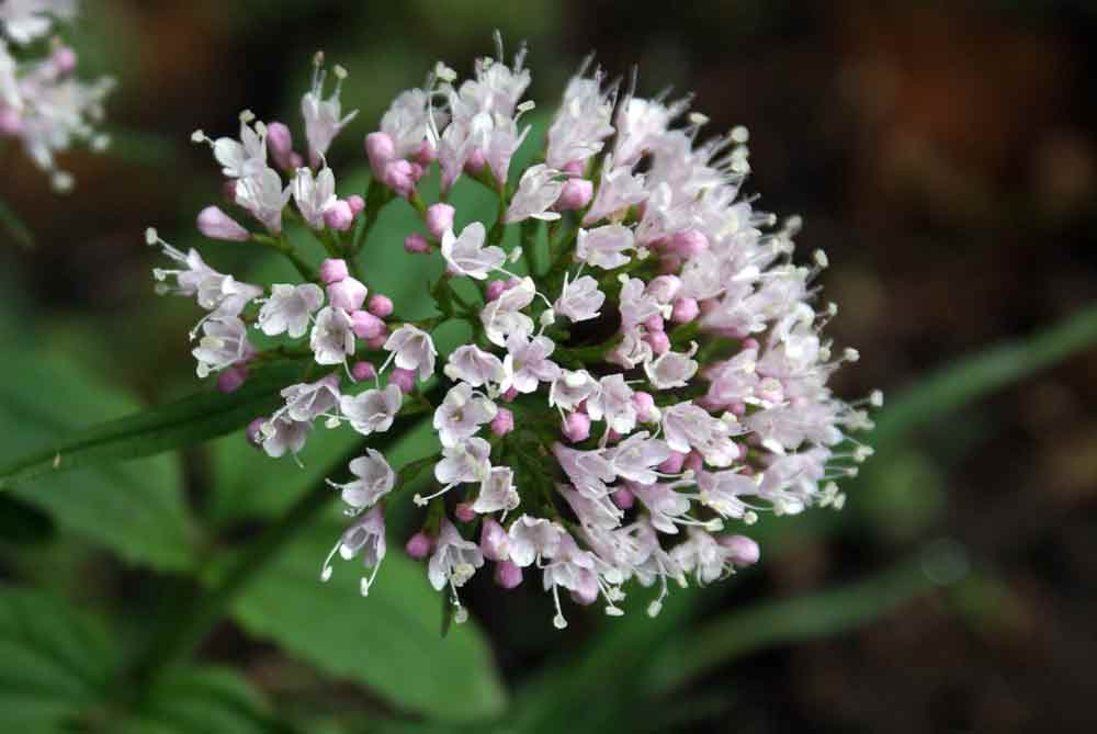 Appennino umbro : Valeriana tripteris