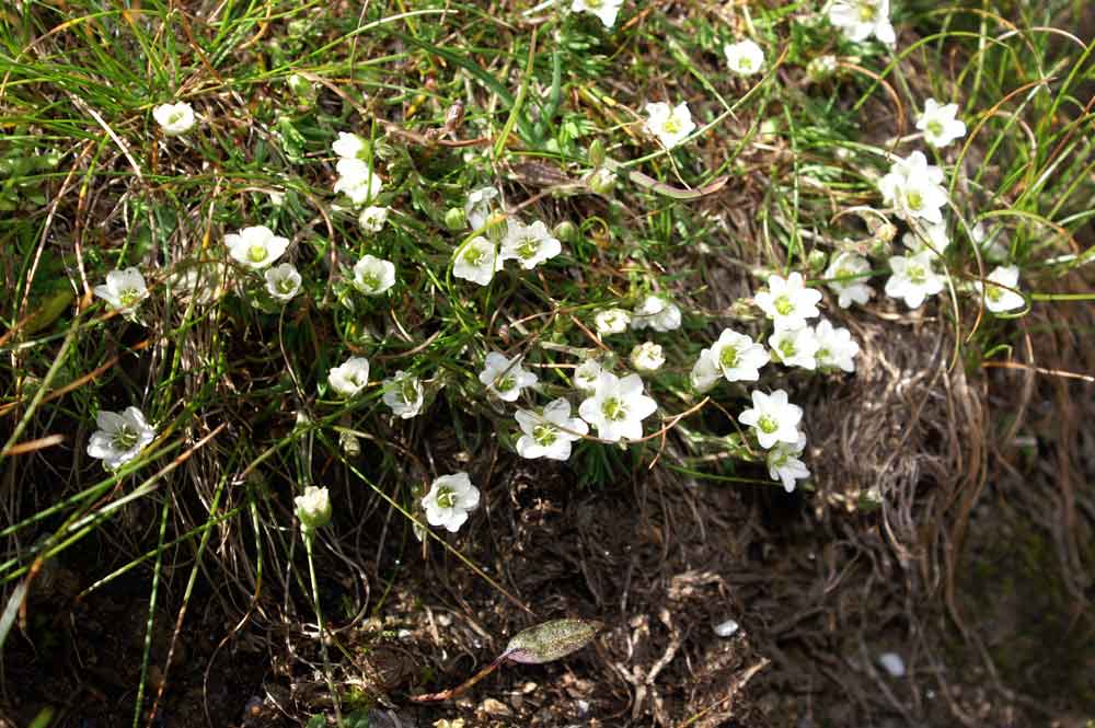 Val di Champorcher - Arenaria biflora e Minuartia verna
