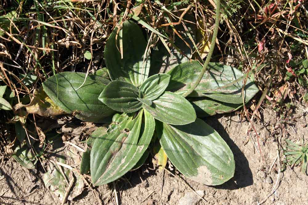 Plantago media / Piantaggine pelosa