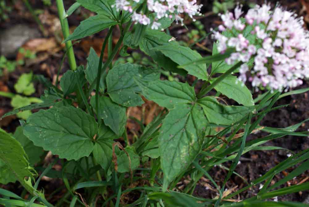 Appennino umbro : Valeriana tripteris