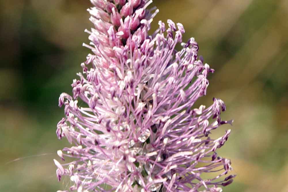 Plantago media / Piantaggine pelosa