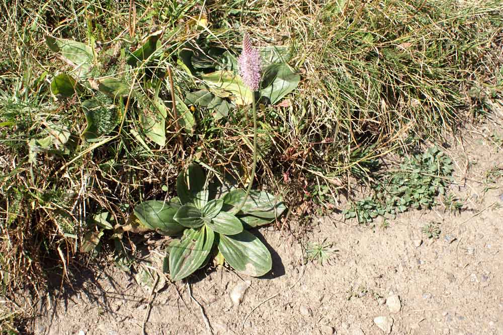 Plantago media / Piantaggine pelosa