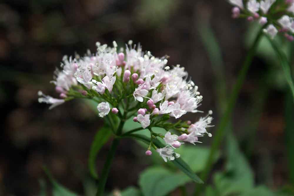 Appennino umbro : Valeriana tripteris