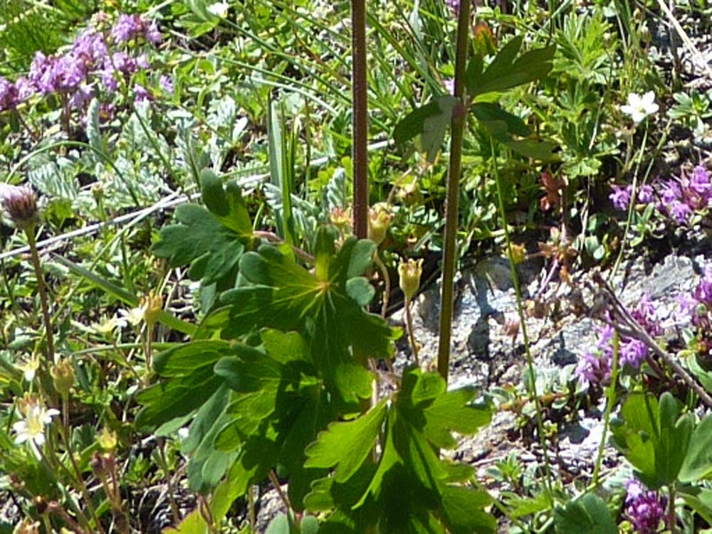 val Clavalité (AO) - Aquilegia alpina
