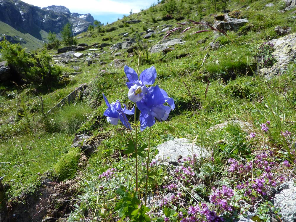 val Clavalité (AO) - Aquilegia alpina