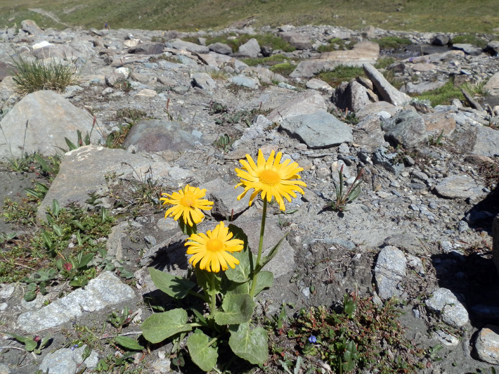 Val di Cogne - Doronicum grandiflorum