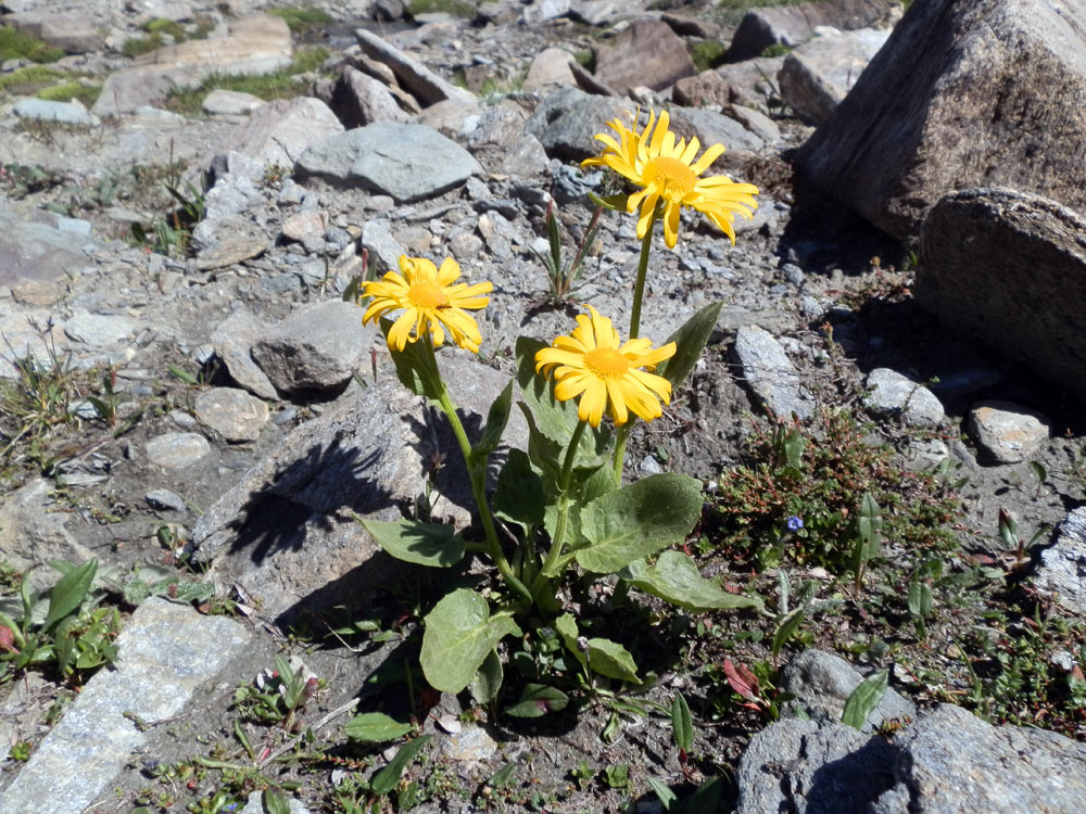 Val di Cogne - Doronicum grandiflorum