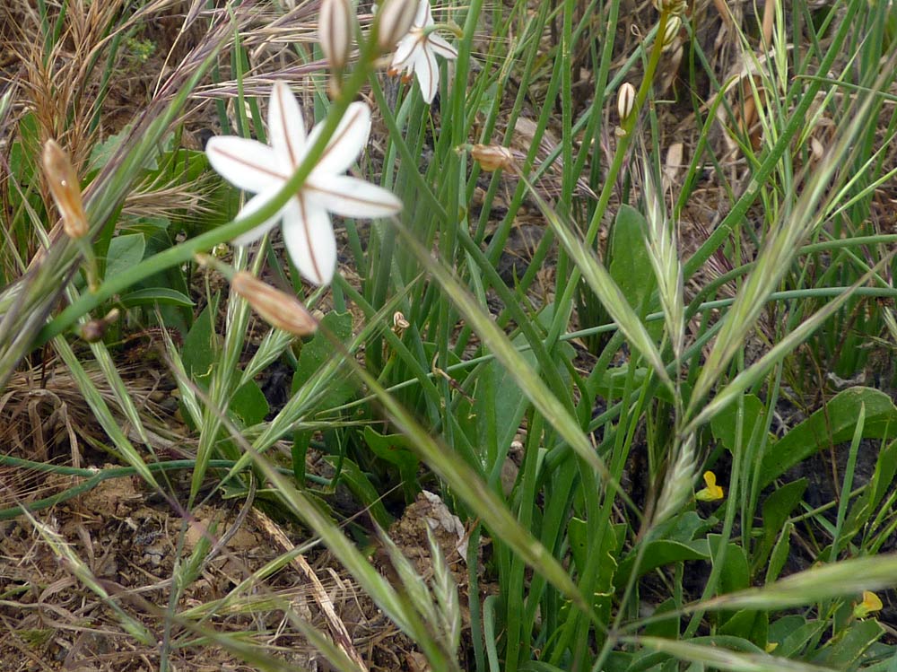 Asphodelus fistulosus