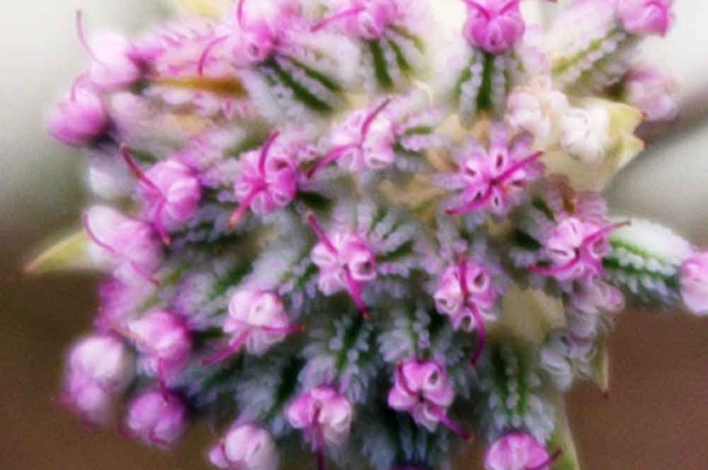 Astrantia minor / Astranzia minore