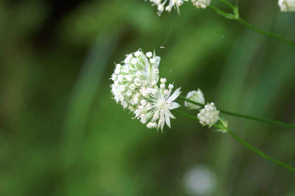 Astrantia minor / Astranzia minore