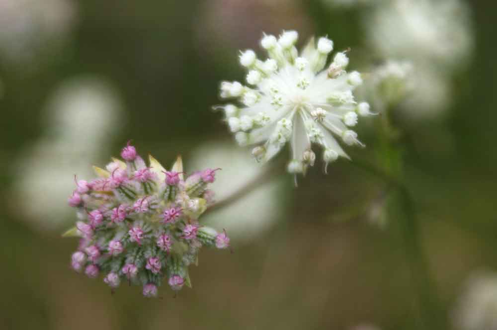 Astrantia minor / Astranzia minore