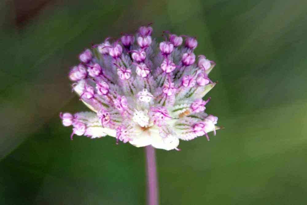 Astrantia minor / Astranzia minore