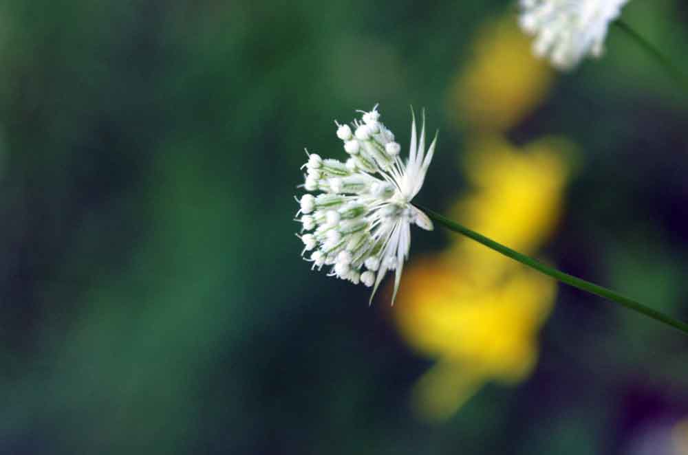 Astrantia minor / Astranzia minore