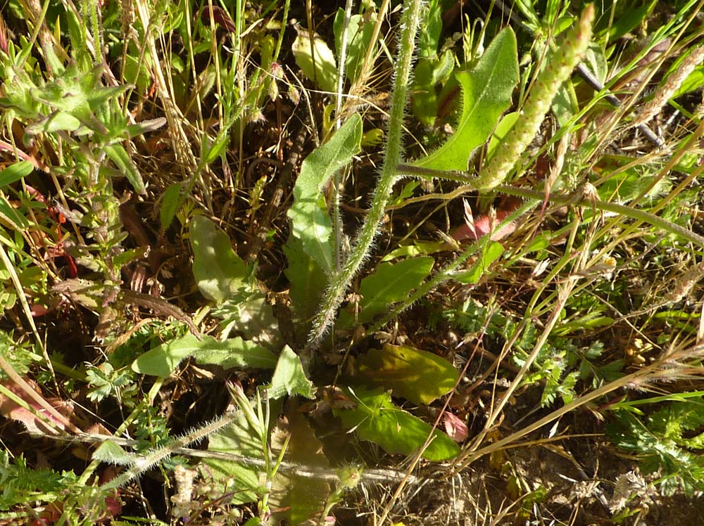 Tolpis umbellata / Radicchio ombrellato