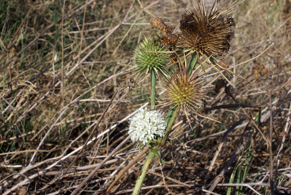 Dipsacus ferox