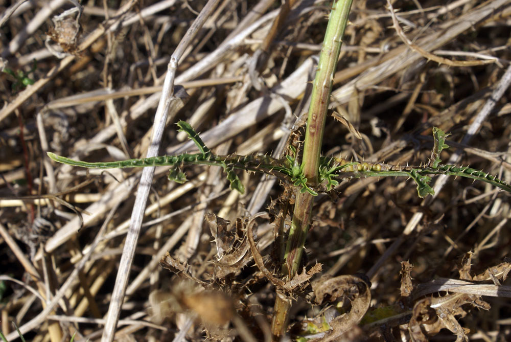 Dipsacus ferox