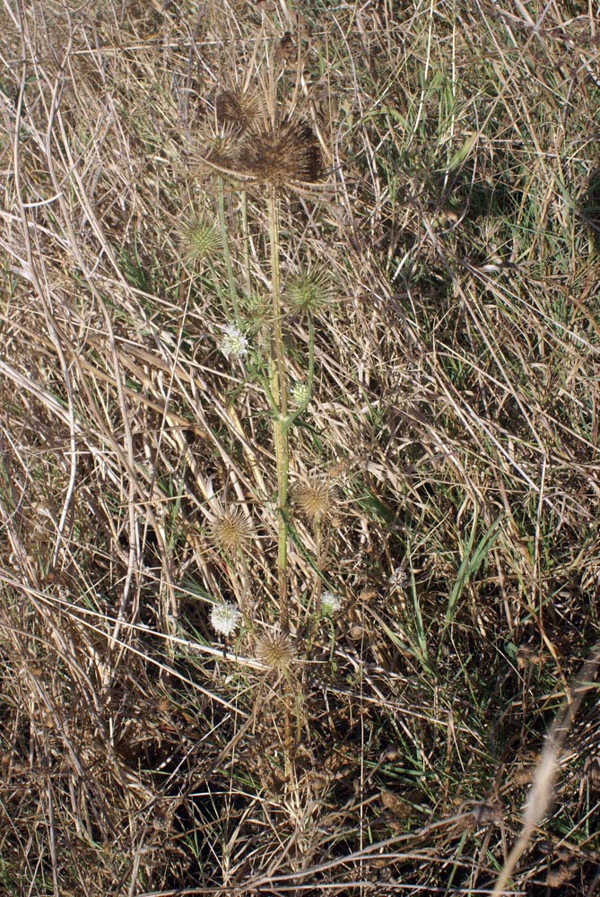 Dipsacus ferox