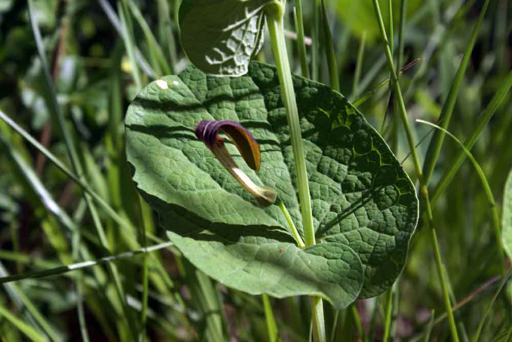 Appennino umbro :  Aristolochia rotunda