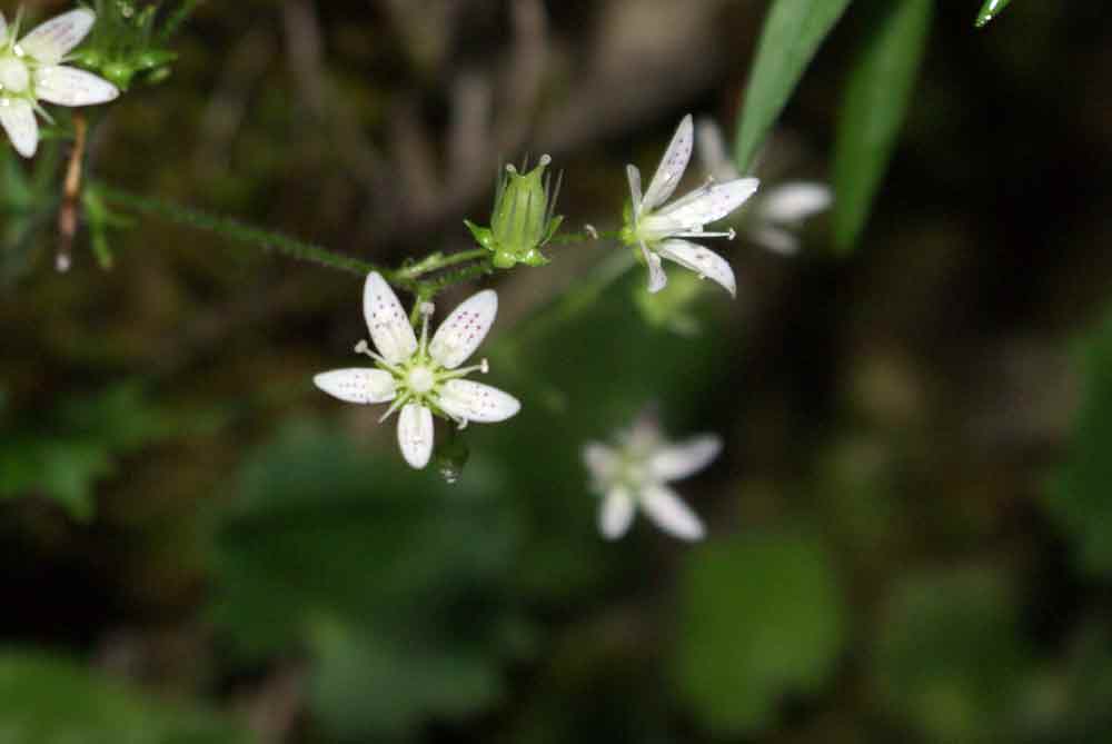 Saxifraga rotundifolia / Sassifraga a foglie rotonde
