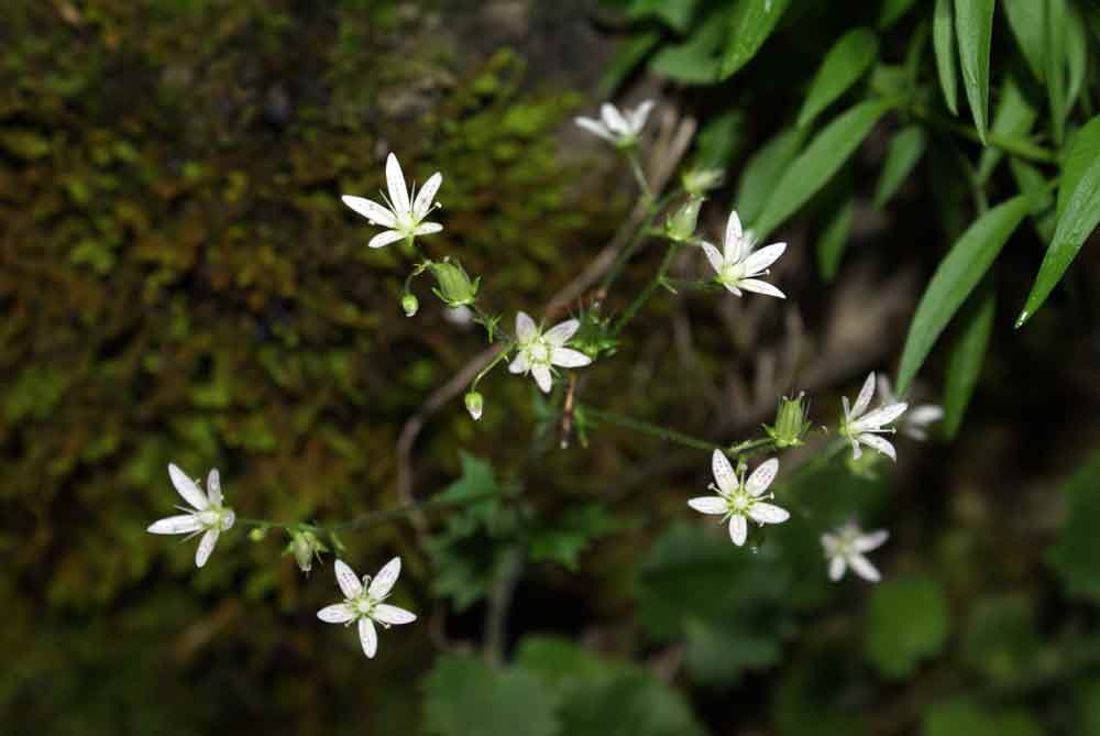 Saxifraga rotundifolia / Sassifraga a foglie rotonde