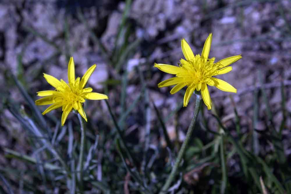 Appennino umbro -  Scorzonera sp.
