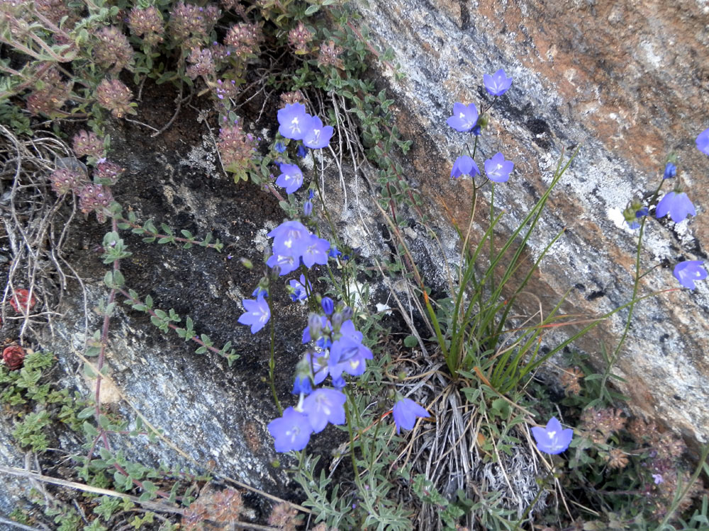 val di Cogne 3 - Campamula sp.