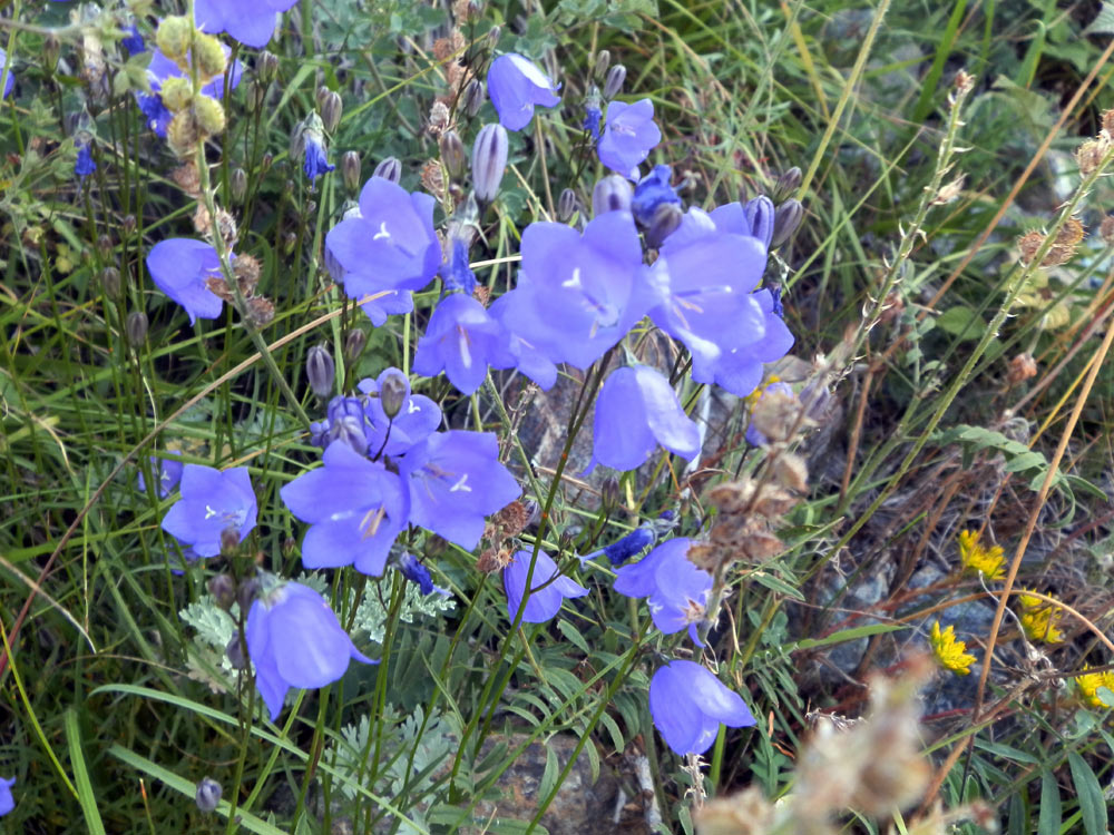 val di Cogne 3 - Campamula sp.