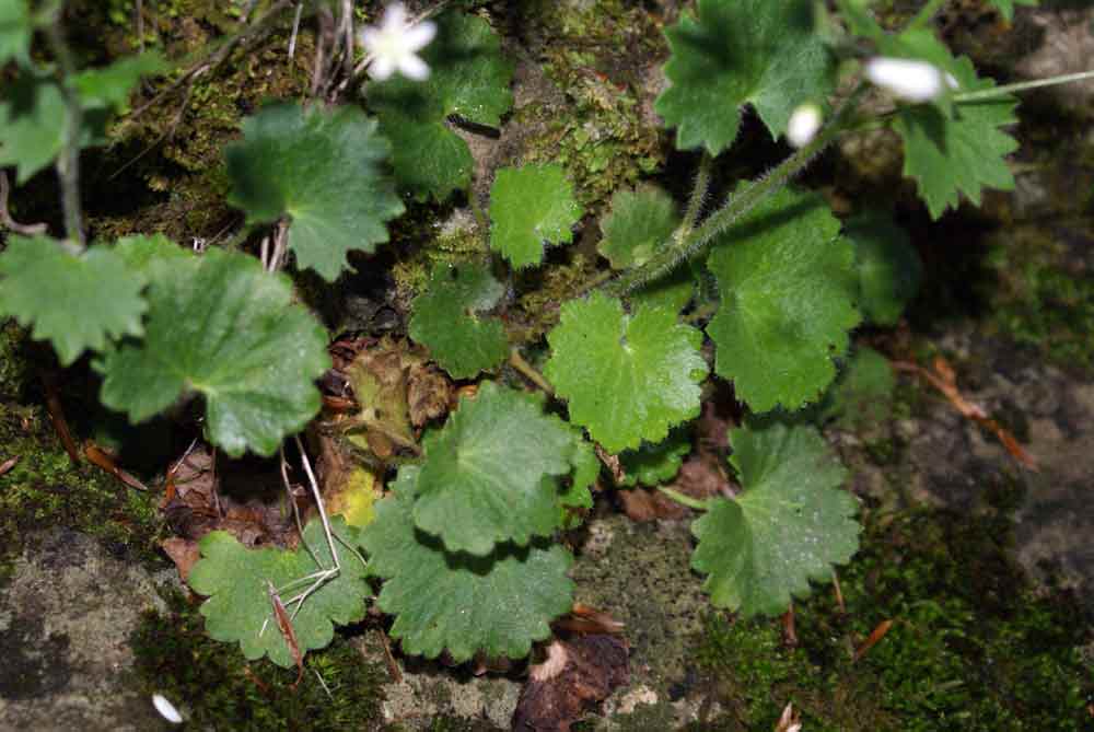 Saxifraga rotundifolia / Sassifraga a foglie rotonde