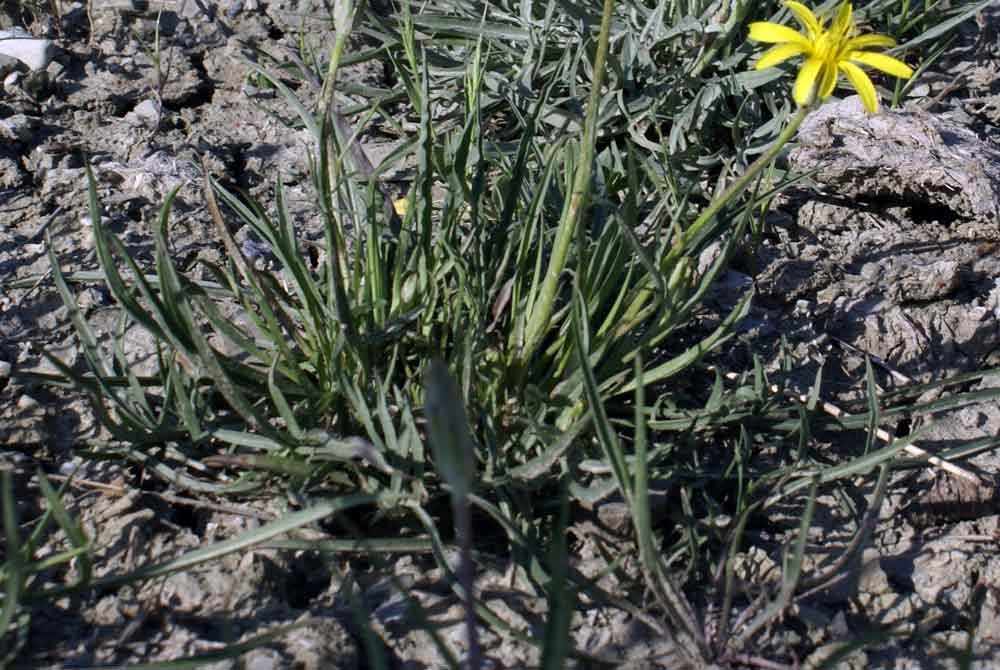Appennino umbro -  Scorzonera sp.