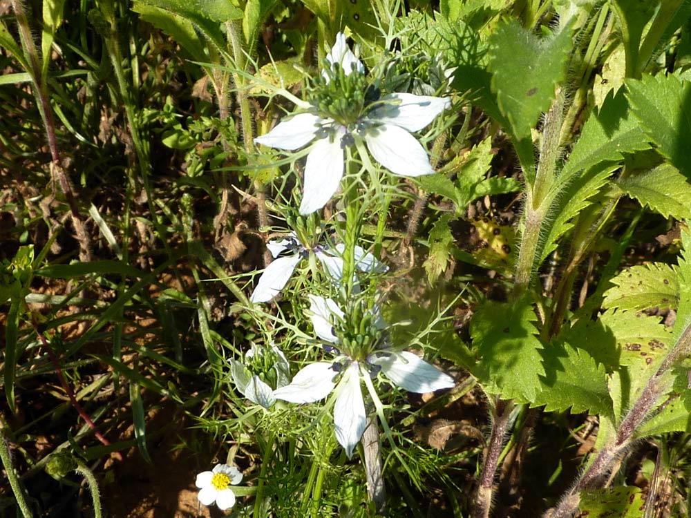 Nigella damascena