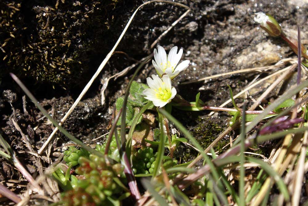 Cerastium cerastoides / Peverina a tre stimmi