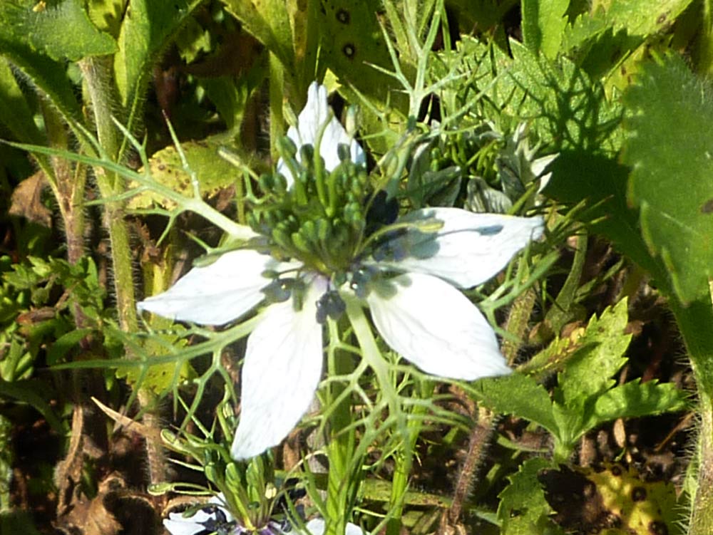 Nigella damascena
