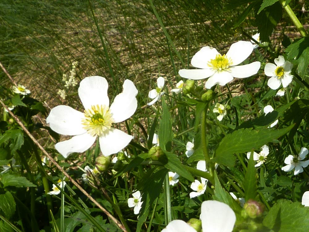 Montagna biellese: Ranunculus cfr. platanifolius
