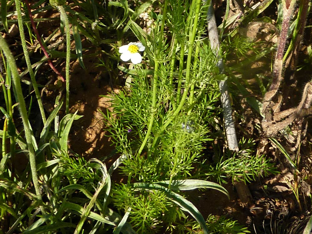 Nigella damascena