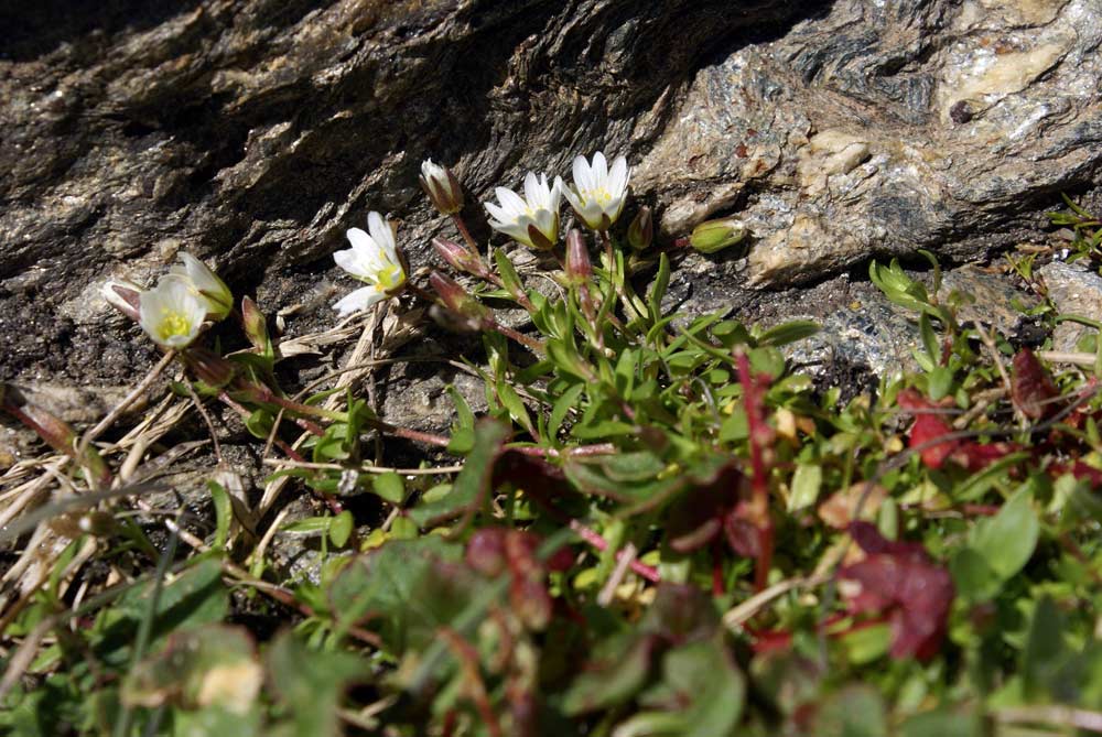 Cerastium cerastoides / Peverina a tre stimmi