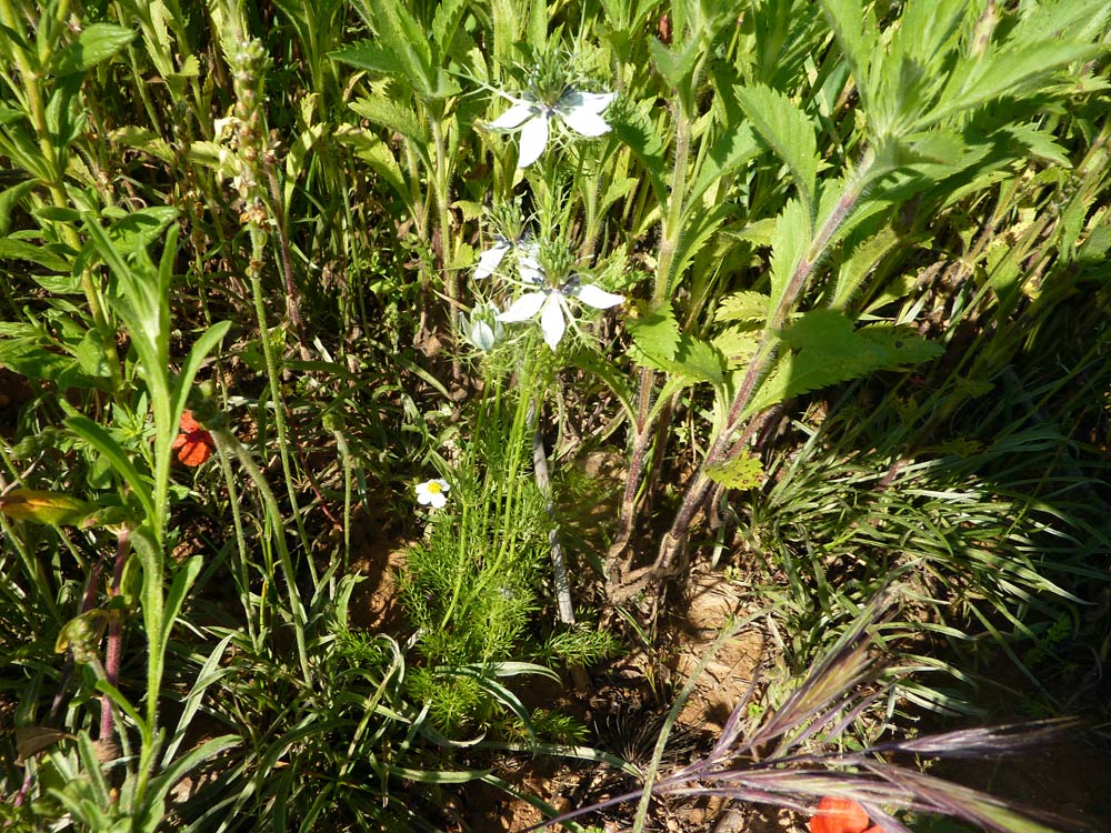 Nigella damascena