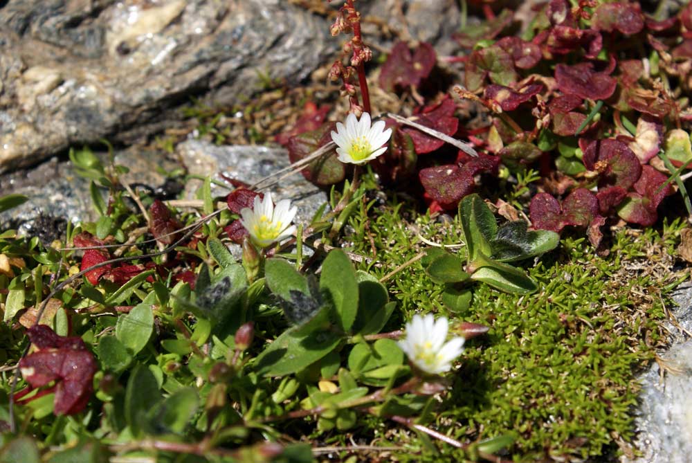 Cerastium cerastoides / Peverina a tre stimmi