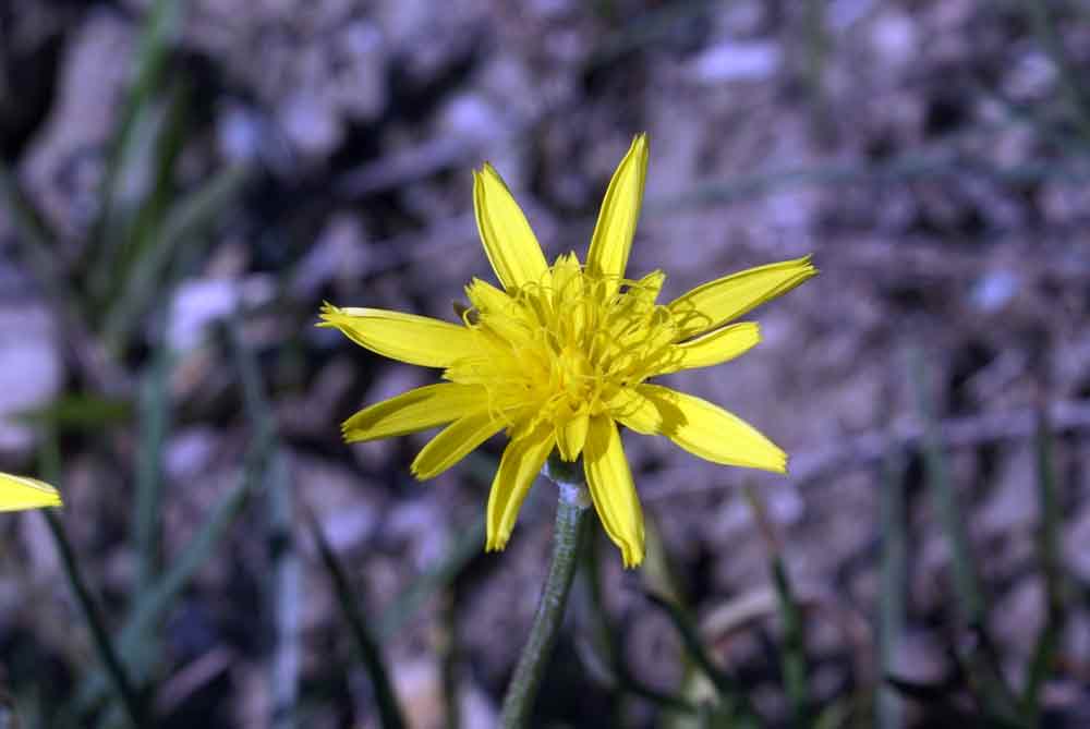 Appennino umbro -  Scorzonera sp.