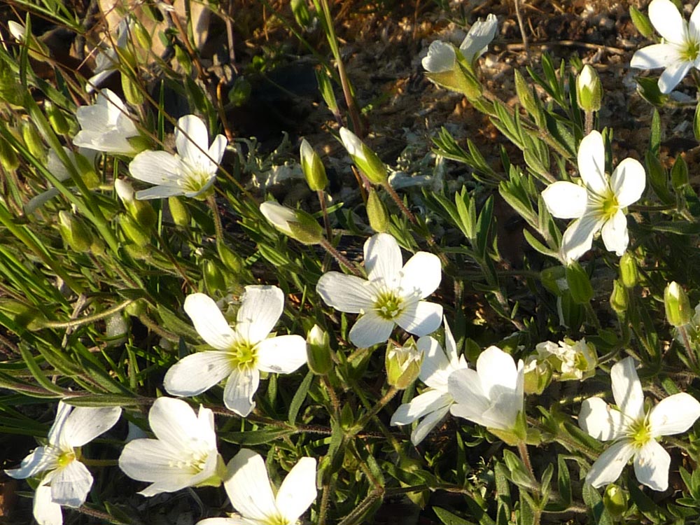 che pianta �? Caryophyllacea