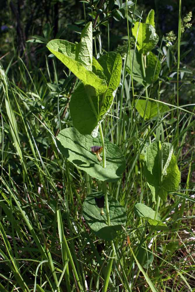 Appennino umbro :  Aristolochia rotunda