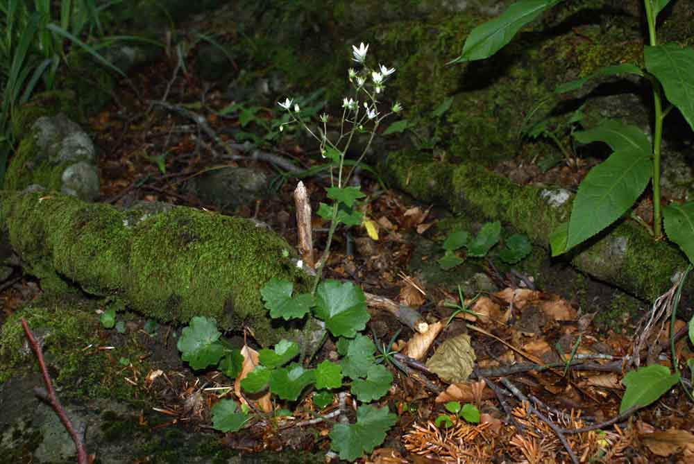 Saxifraga rotundifolia / Sassifraga a foglie rotonde