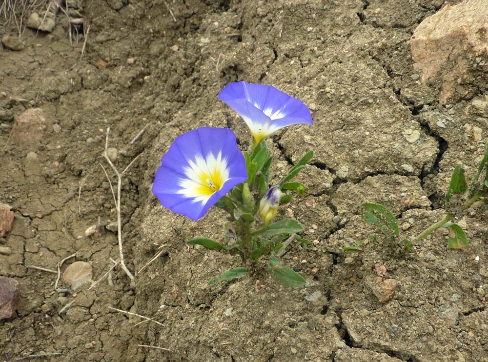 Convolvulus tricolor / Vilucchio tricolore