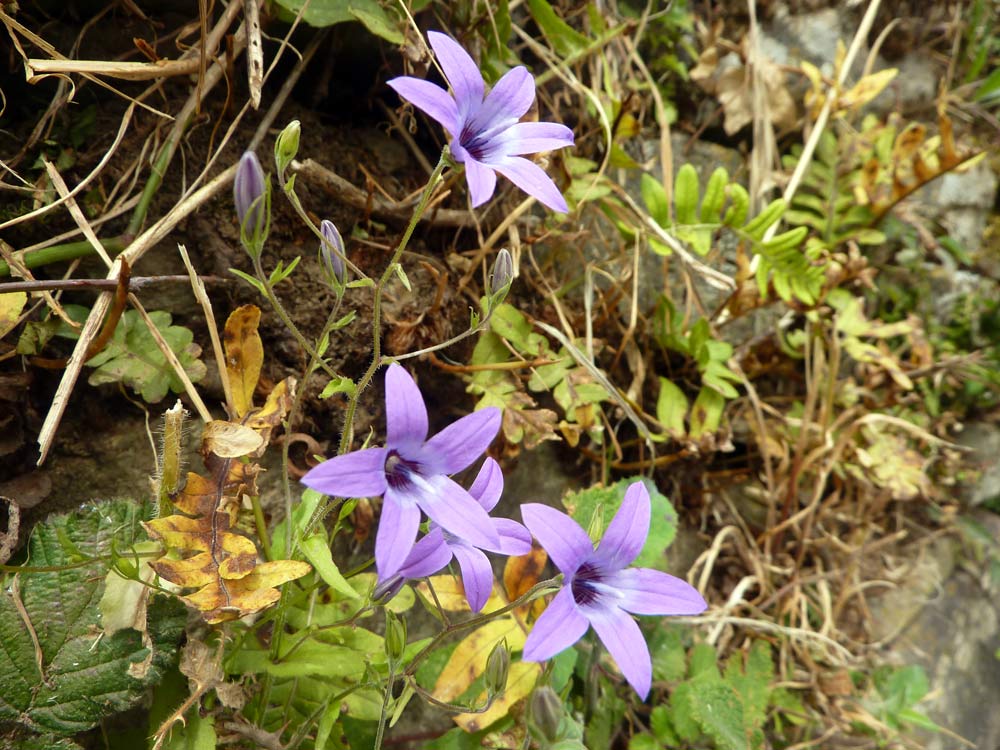 Campanula