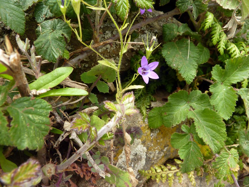 Campanula