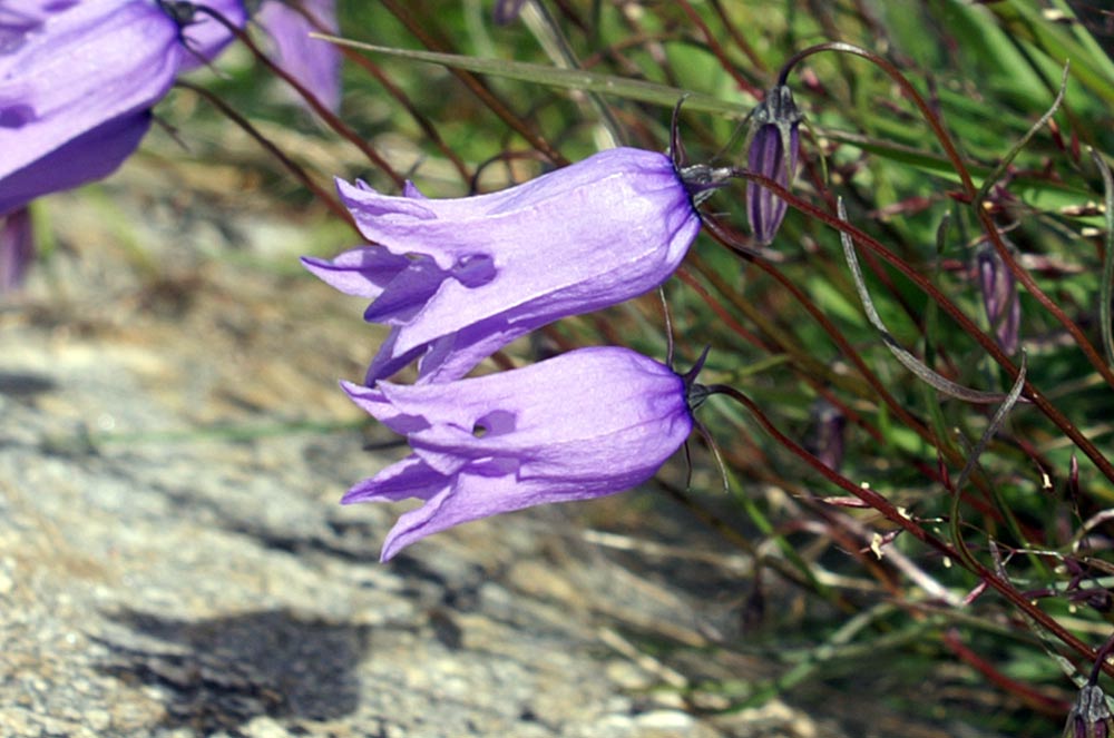 Campanula excisa / Campanula incisa