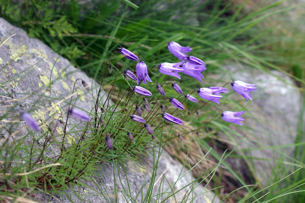 Campanula excisa / Campanula incisa